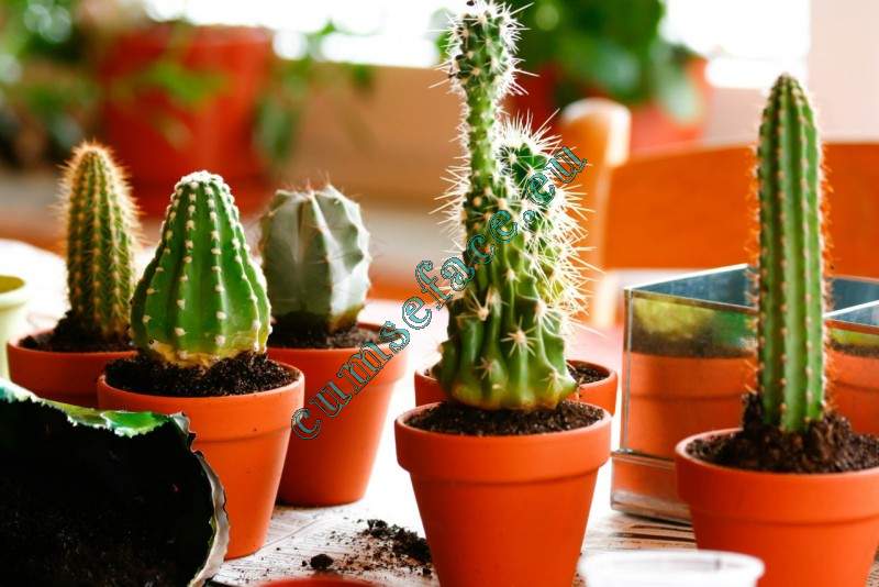 Cum se planteaza si cum se intretine un cactus